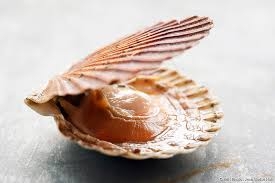 Coquilles