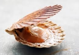 Coquilles